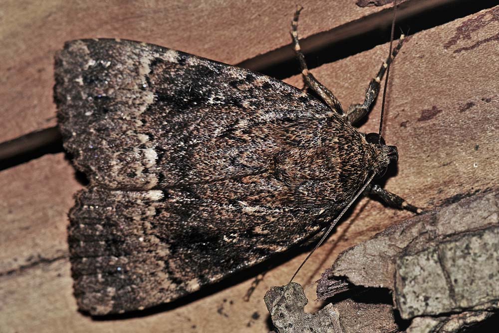 Erebidae? No, Noctuidae: Amphipyra cfr. pyramidea